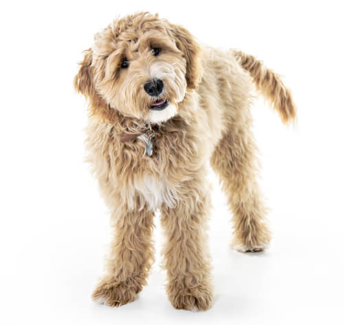What shall i call my sales goldendoodle